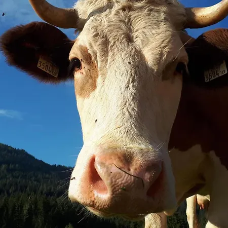 Traditionsgasthof Sollererwirt