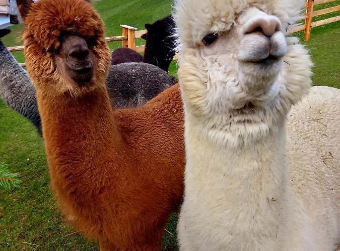 Traditionsgasthof Sollererwirt Thierbach