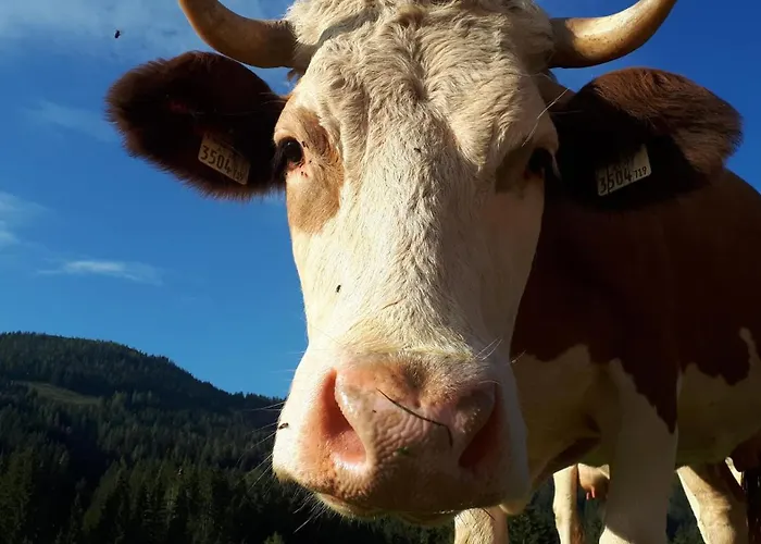 Traditionsgasthof Sollererwirt