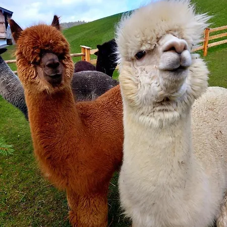 Traditionsgasthof Sollererwirt Thierbach